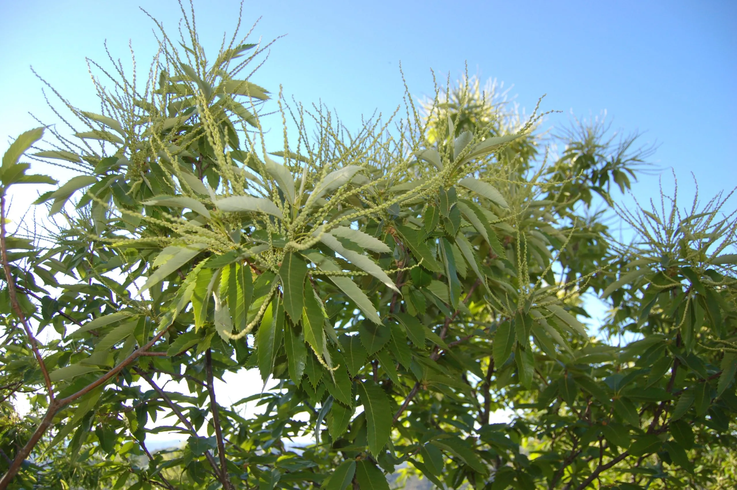 Ramas de castaño con amentos bajo cielo azul
