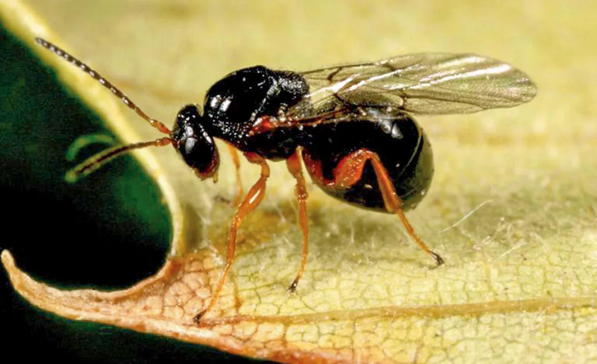 Avispa parasitoide negra sobre una hoja
