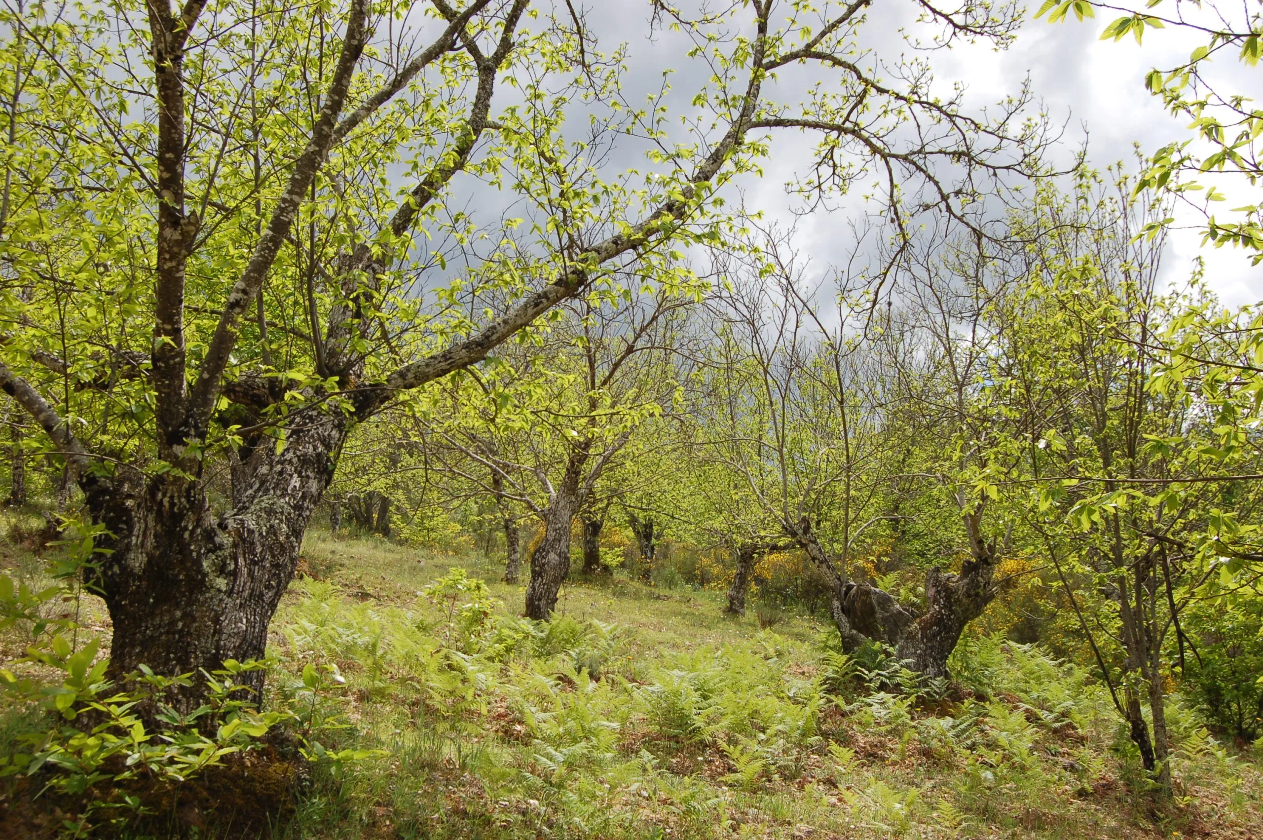 Bosque de castaños con helechos bajo cielo nublado