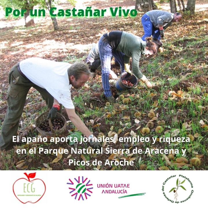 Personas recogiendo castañas en un castañar andaluz