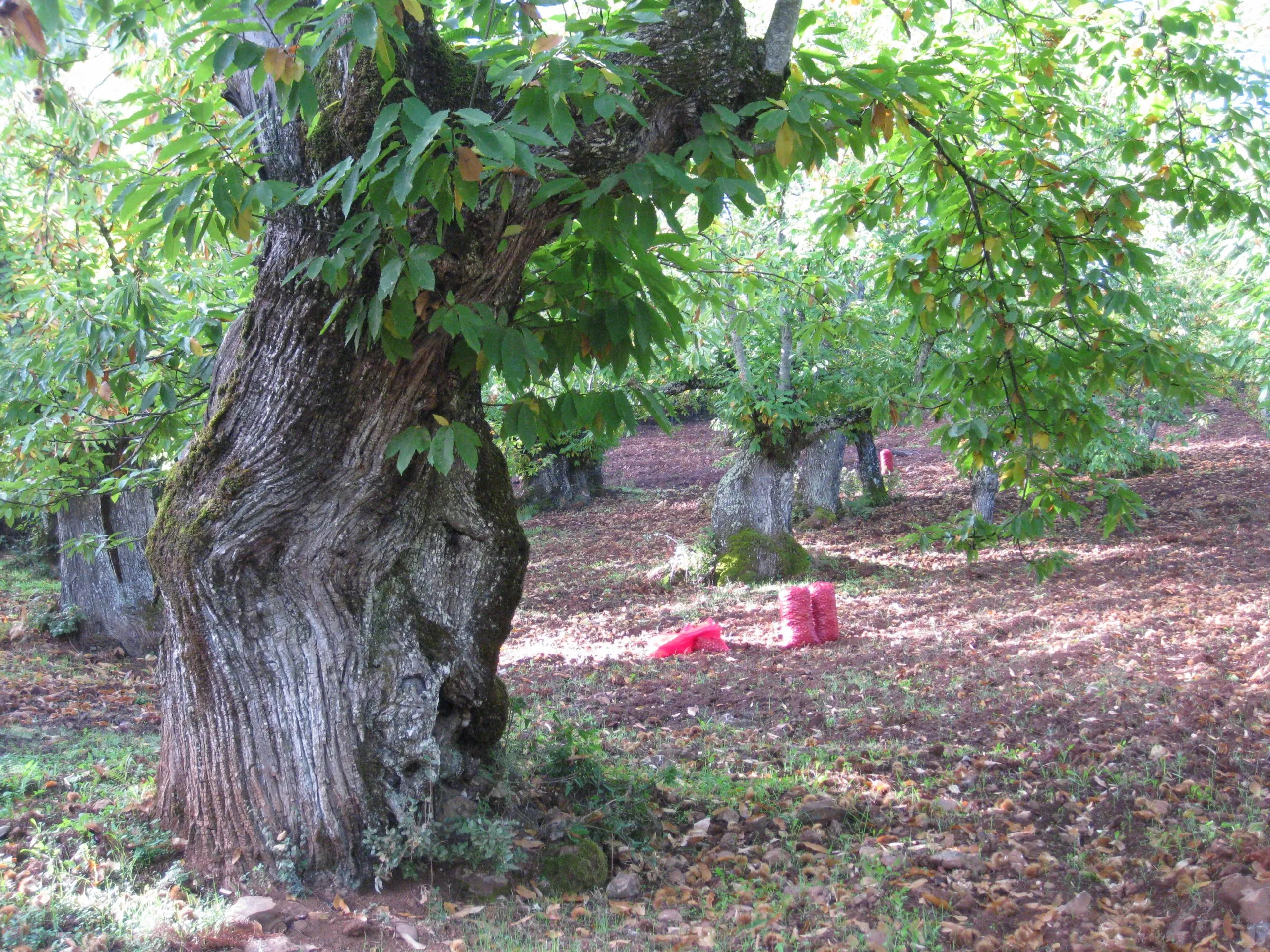 Castaño centenario de tronco retorcido en un bosque